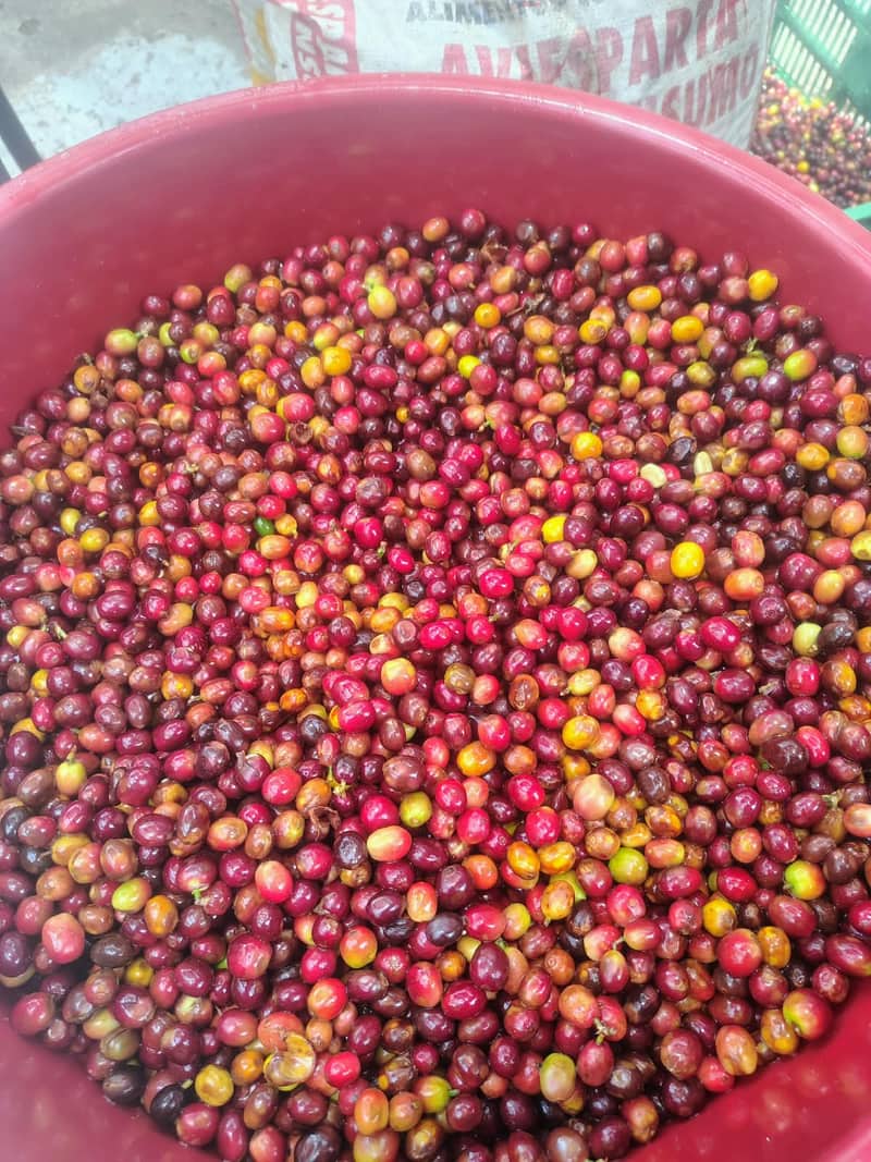 Cerezas de café recién recolectadas