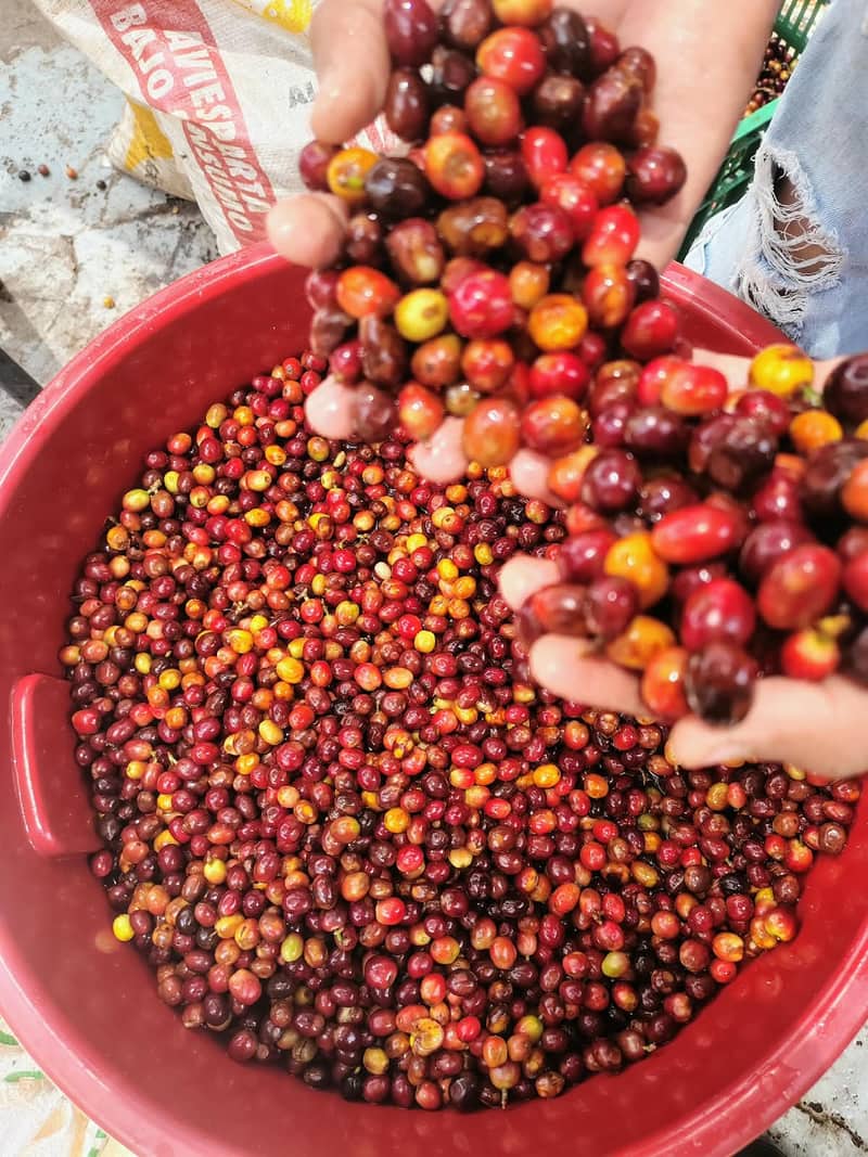 Manos seleccionando cerezas de café
